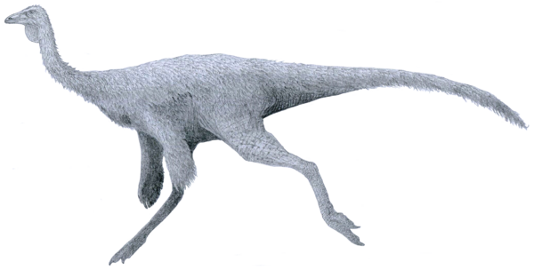 An artist's rendering of Ornithomimus. Creative Commons License, By Tom Parker